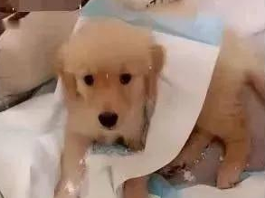 网购了一只金毛犬，快递到家时主人笑出鼻涕