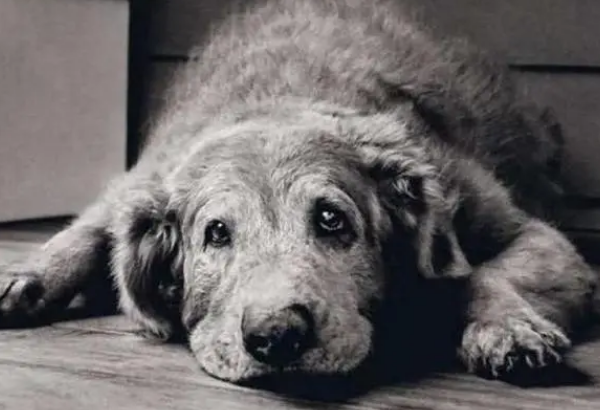 逝世爱犬想对主人说话,主人呼吁好好珍惜 逝世爱犬想对主人说话,主人呼吁好好珍惜