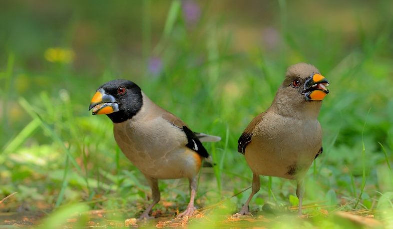 蜡嘴雀是保护动物吗？是的，没错！