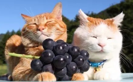 猫可以吃葡萄吗 猫可以吃葡萄吗