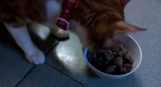 猫咪能吃猪肝吗 猫咪能吃猪肝吗