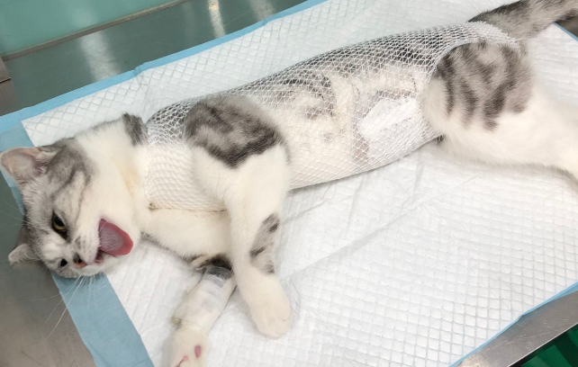 给猫绝育多少钱 给猫绝育多少钱