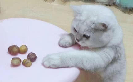 猫可以吃板栗吗