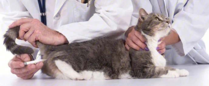 猫冠状病毒可以自愈吗？来看看吧
