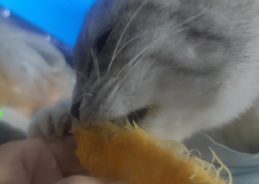 猫可以吃芒果吗