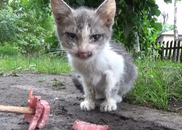 流浪猫吃什么 流浪猫吃什么
