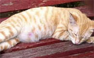 猫腹水怎么治疗
