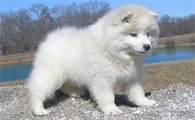 爱斯基摩犬价格