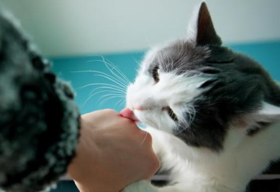 猫咪舔主人的手 猫咪舔主人的手