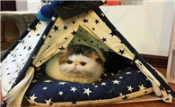 需要给猫咪买猫窝吗