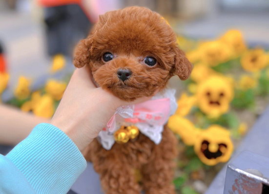 幼犬泰迪吃什么狗粮好 幼犬泰迪吃什么狗粮好