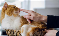 怎么确定猫认主人了