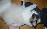母猫发情怎么办