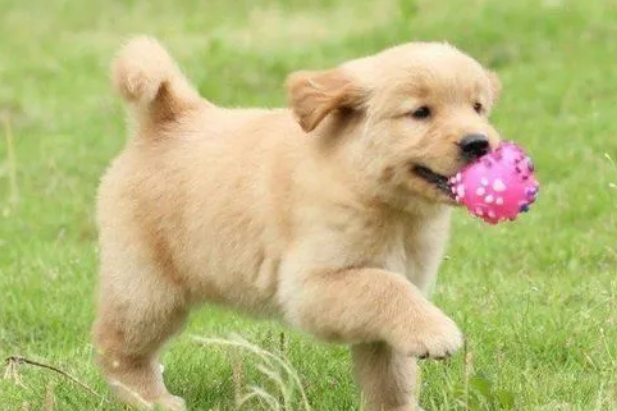 怎样训金毛犬
