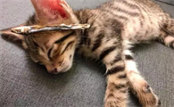 猫死了怎么处理