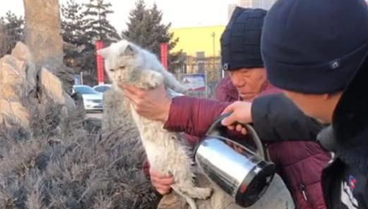 猫咪在假山上不动，路人一看赶紧叫众人救猫