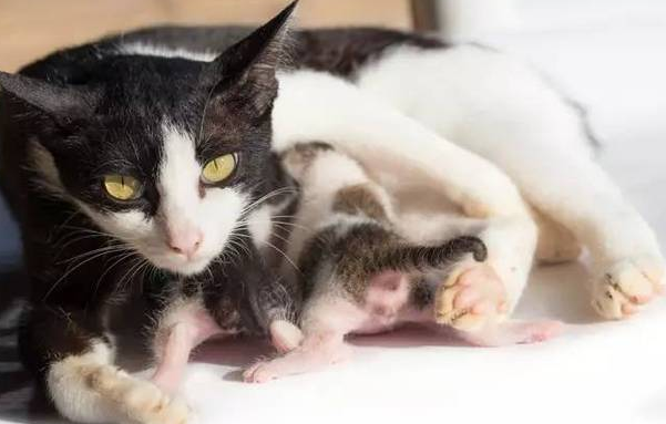猫几岁可以生育