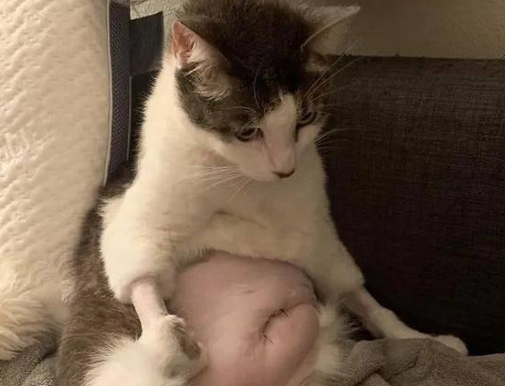 猫咪因手术被剃毛，虽然可怜，但是太搞笑了