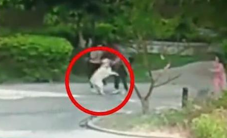 拉布拉多扑6旬老人,狗主人直接离开了 拉布拉多扑6旬老人,狗主人直接离开了