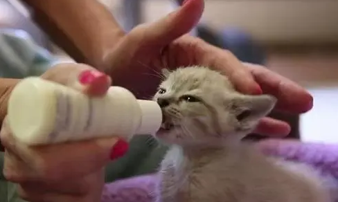 猫咪多久断奶可以吃猫粮 猫咪多久断奶可以吃猫粮