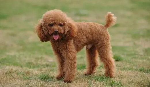 如何训练泰迪犬