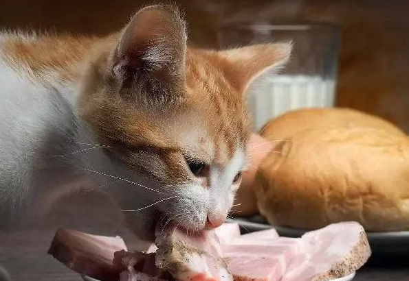 猫能吃羊肉吗