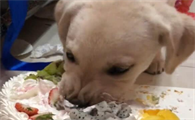 狗狗能吃蛋糕吗