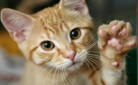 被打疫苗的猫抓了要打针吗
