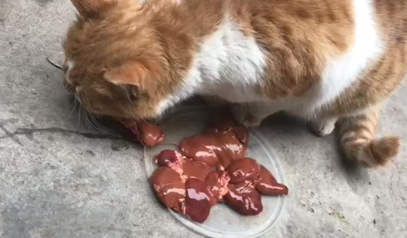 猫能吃鸡肝吗 猫能吃鸡肝吗