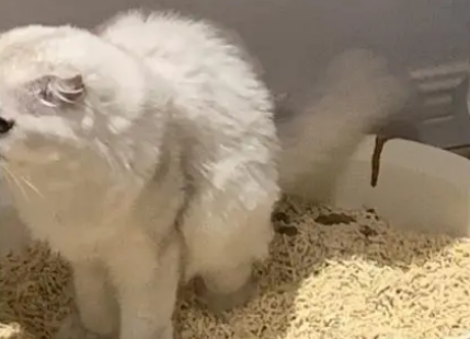 猫拉稀怎么办
