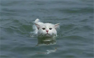 猫为什么怕水