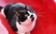 猫流红色眼泪是怎么回事