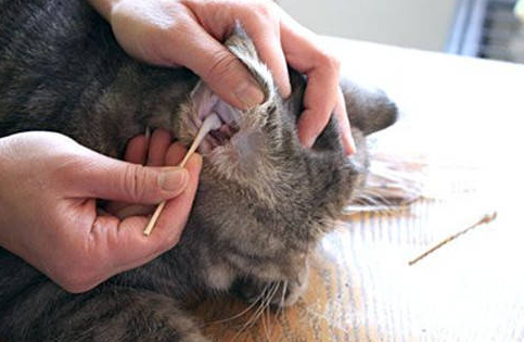 猫耳螨的症状 猫耳螨的症状