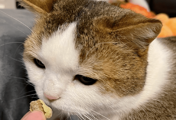 猫可以吃花生吗 猫可以吃花生吗