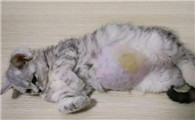猫干性传腹传染吗