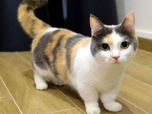 猫的寿命有多长