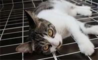 猫饿几天会饿死