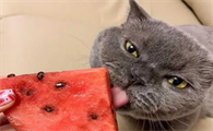 猫能吃西瓜吗