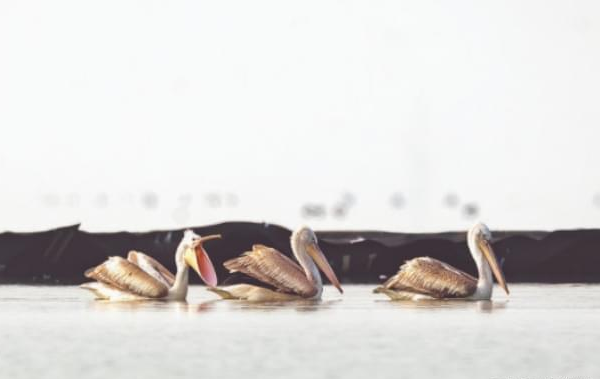 巢湖观测到卷羽鹈鹕,整个东亚不足150只 巢湖观测到卷羽鹈鹕,整个东亚不足150只