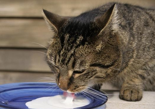 猫可以吃酸奶吗 猫可以吃酸奶吗