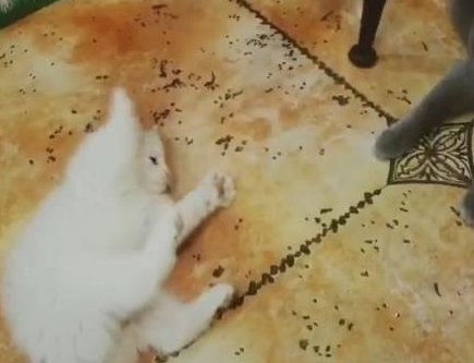 小白猫找蓝猫打架，白猫被揍后使用美喵计