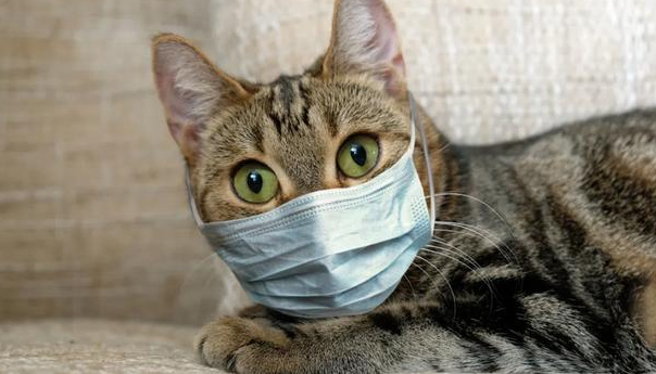 猫感染了新型冠状病毒的症状