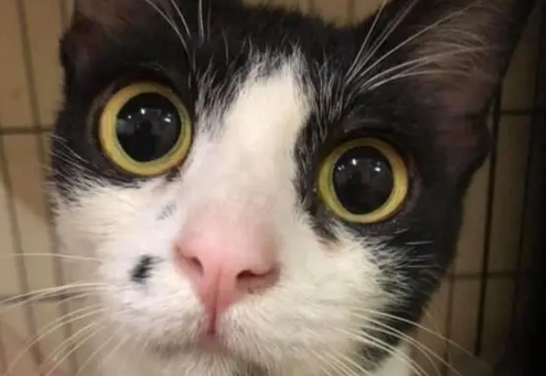 阿嫲怕猫毛积肺里，制止网友和猫咪睡！