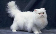 猫的品种有哪些