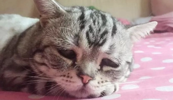 猫哭是怎么回事 猫哭是怎么回事
