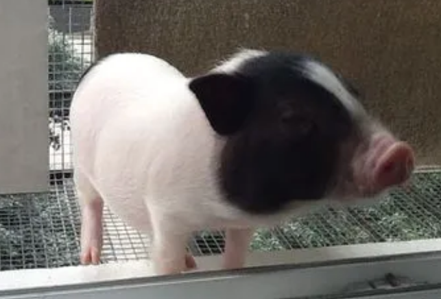 小香猪可以喝牛奶吗？饲主来了解下吧