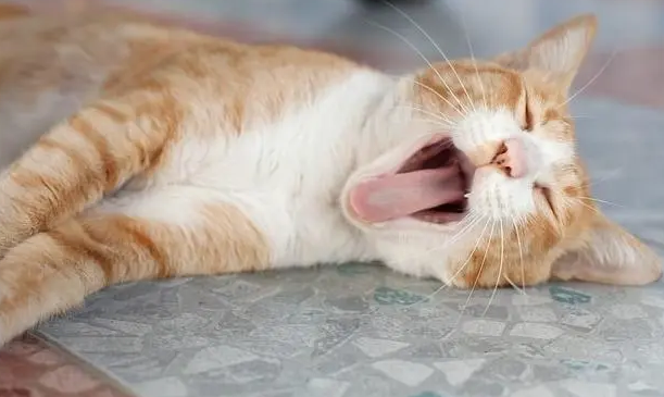 猫咪呼吸过快是什么原因 猫咪呼吸过快是什么原因