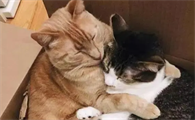 猫打架的叫声