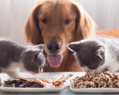 猫可以吃狗零食吗