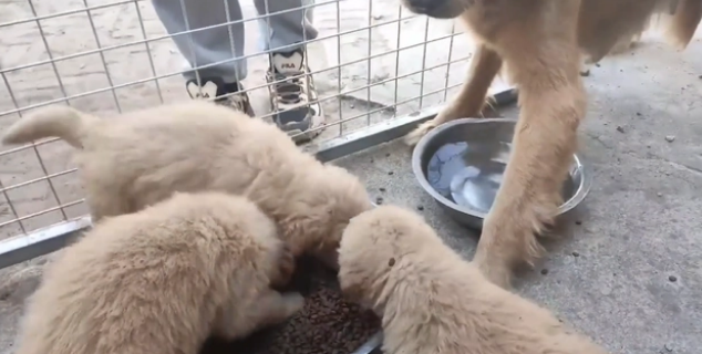 被养殖场淘汰的金毛犬,只能在笼子讨要食物 被养殖场淘汰的金毛犬,只能在笼子讨要食物